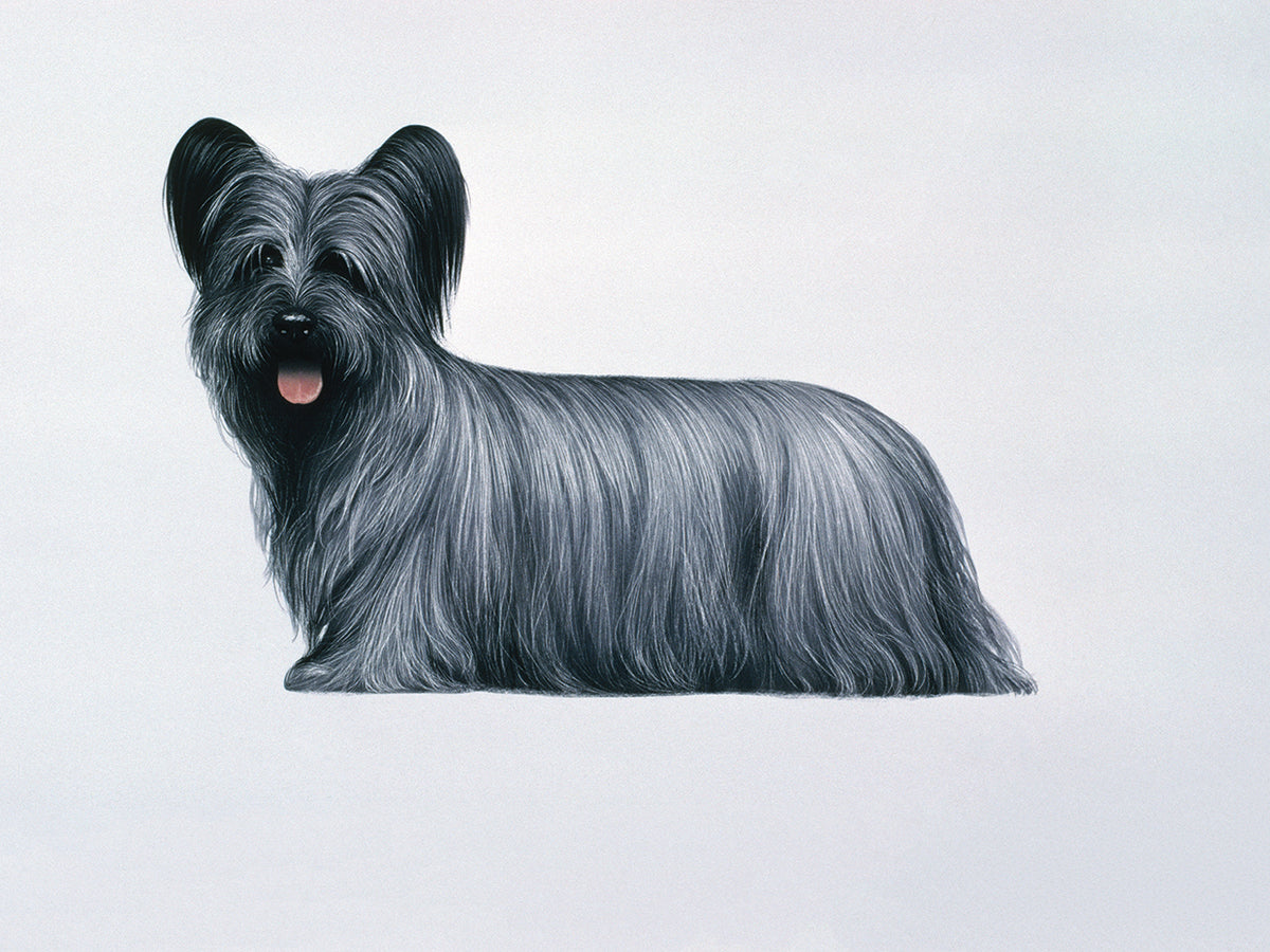 Sky Terrier