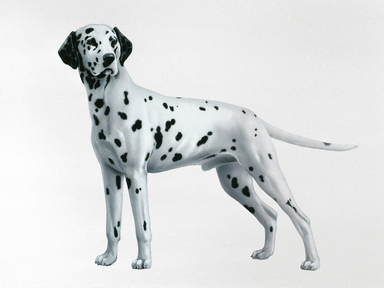 Dalmatian