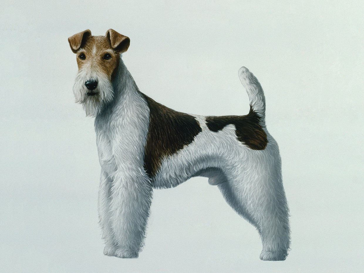 Fox Terrier