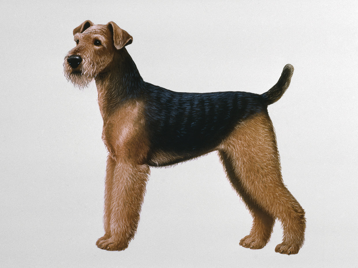 Airdale Terrier