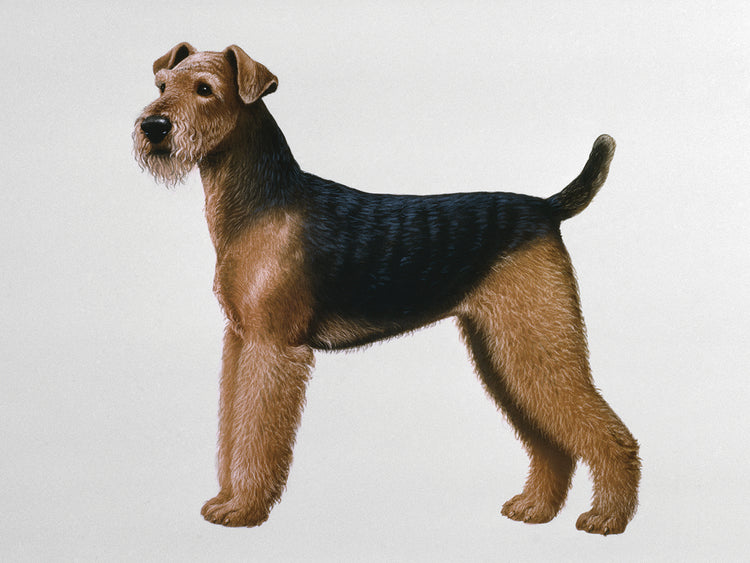 Airdale Terrier