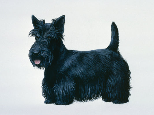 Scottish Terrier Canvas Print