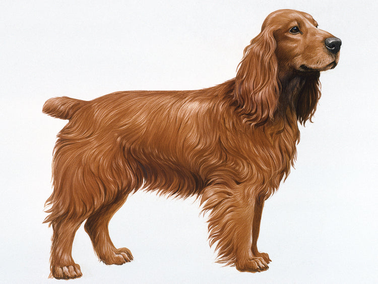 Cocker Spaniel