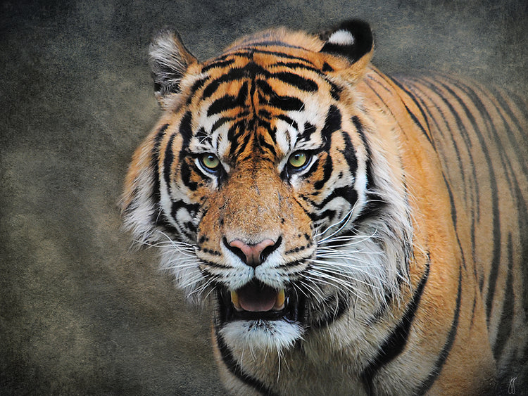 Bengal Tiger