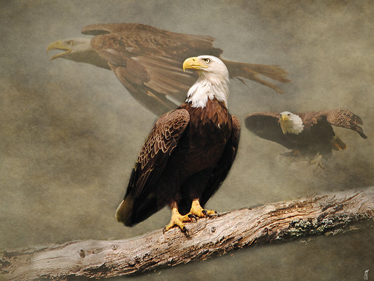Dreaming Of Freedom Bald Eagles Canvas Art