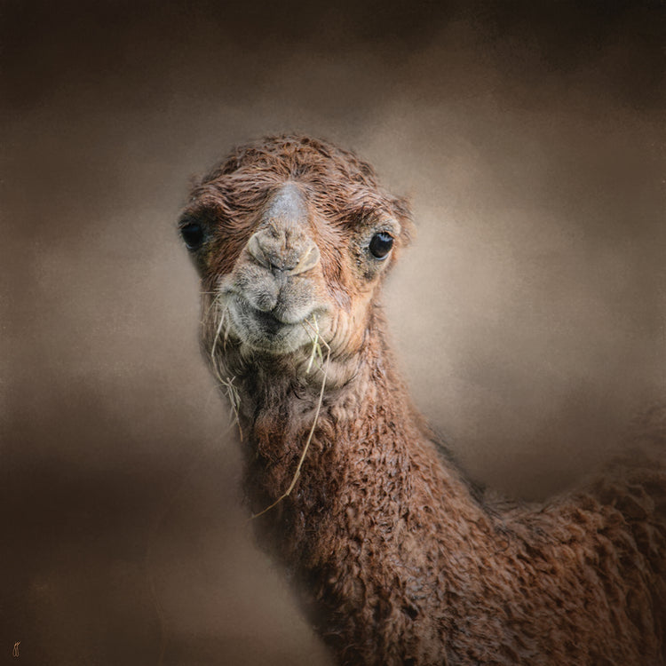 Eat Your Veggies Camel