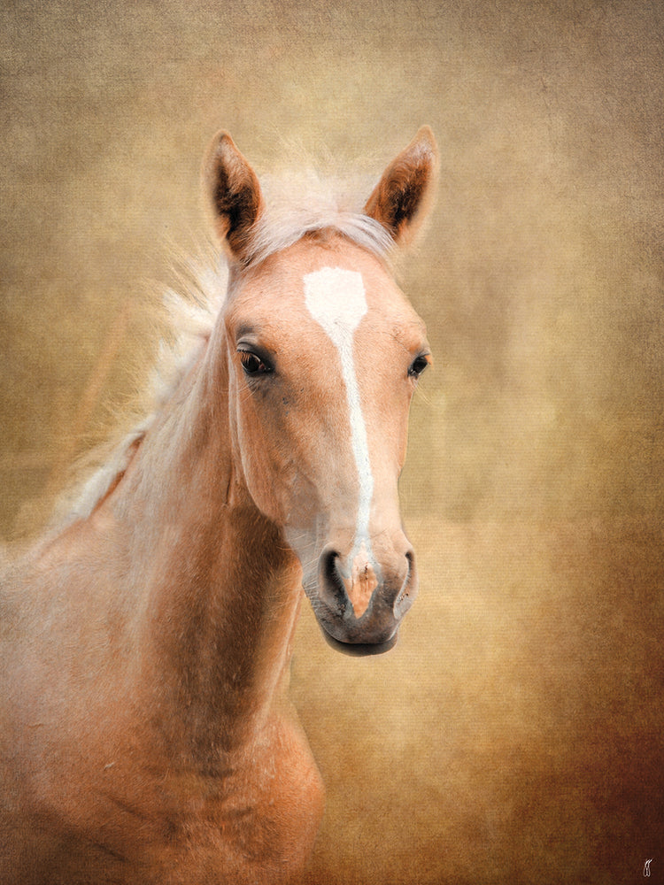 Golden Girl Palomino Horse