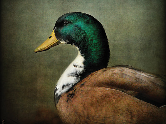 Mallard Duck Portrait Canvas Art