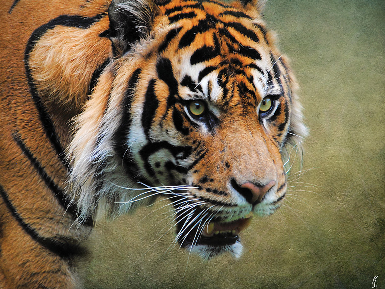 On The Prowl Bengal Tiger