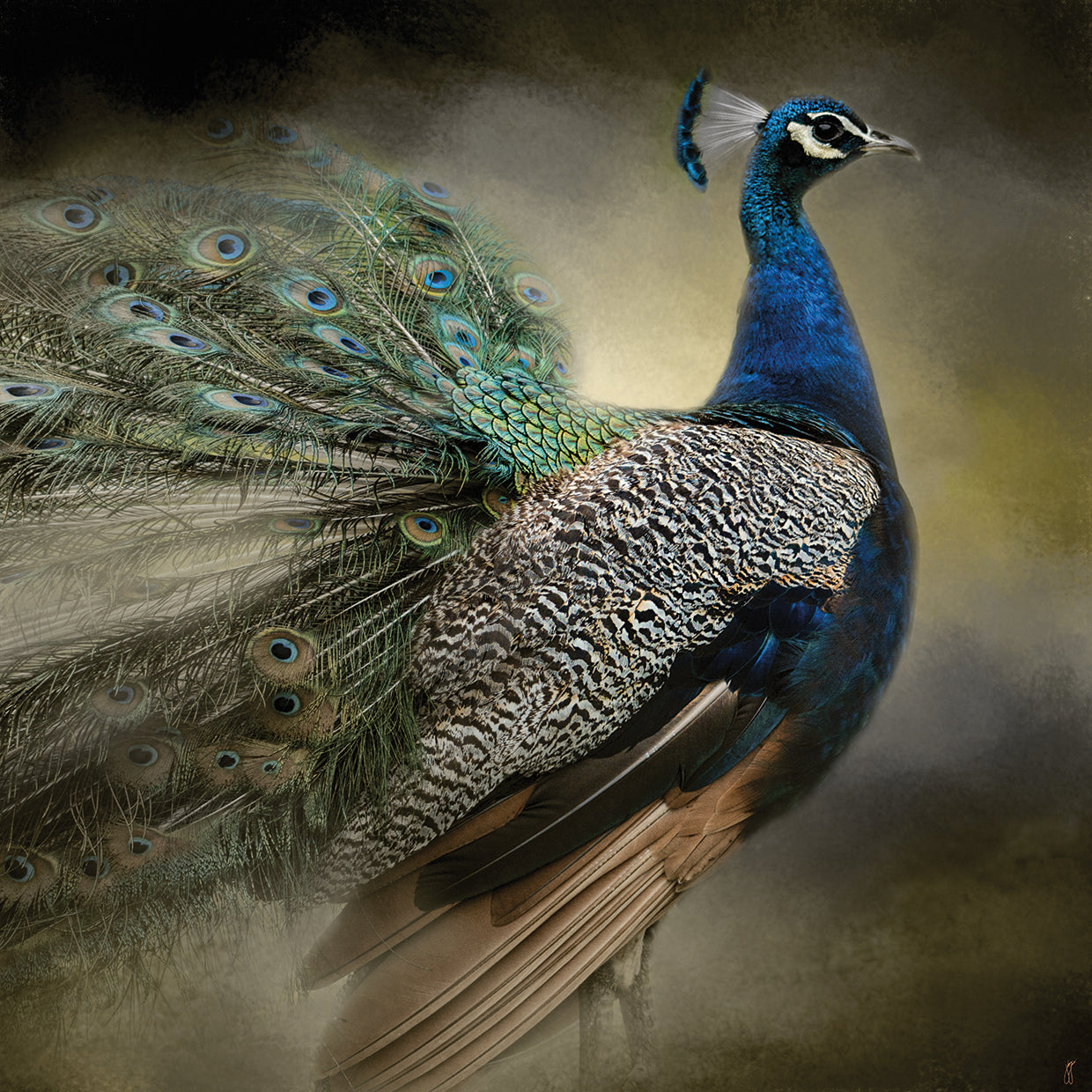 Peacock 5