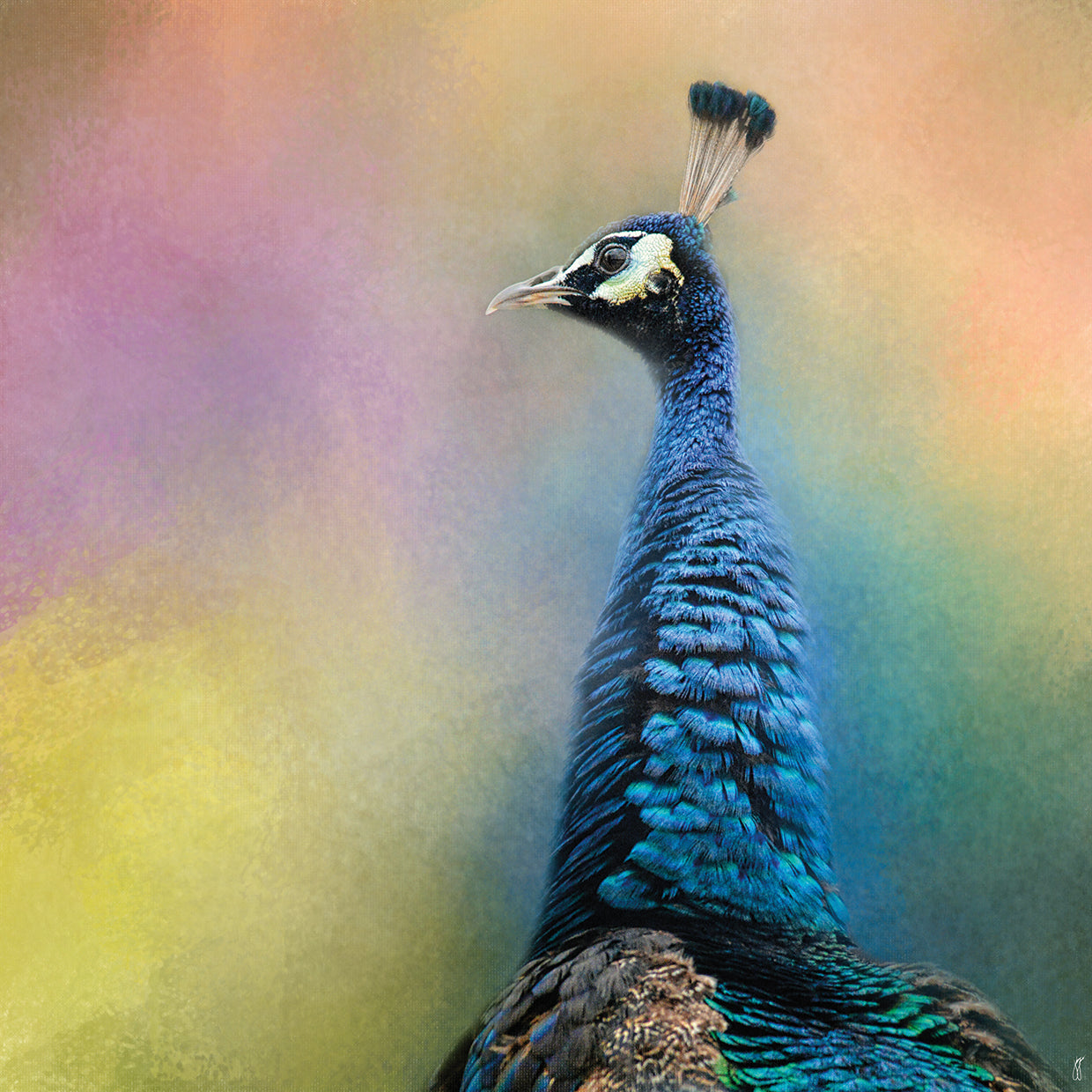 Peacock 8