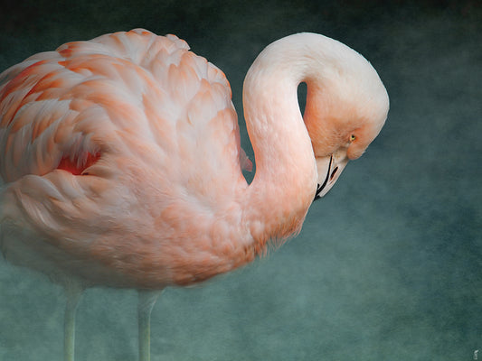 Pink Flamingo 2 Canvas Art