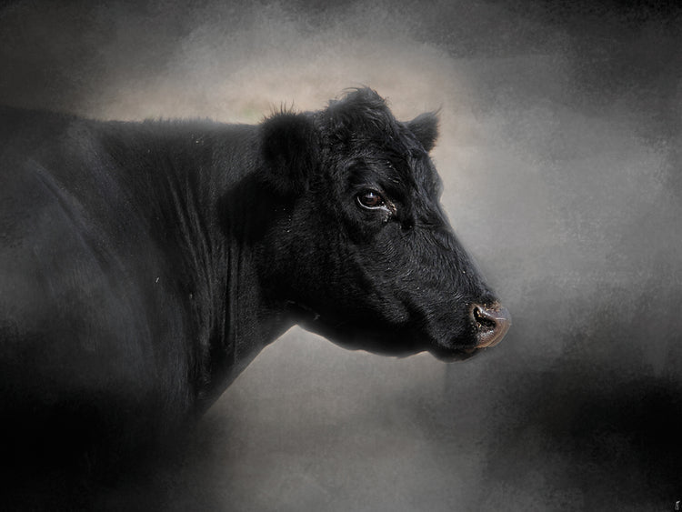 Portrait Of The Black Angus