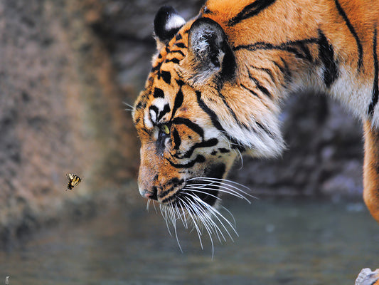 Risk Taker Bengal Tiger And Butterfly Canvas Art
