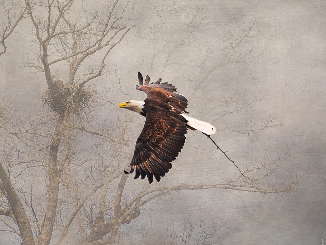 Starting Over Bald Eagle
