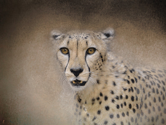 The Cheetah Canvas Art