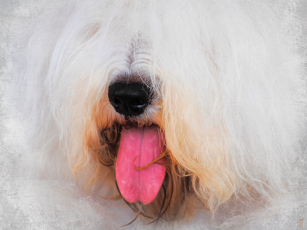 The Face of The Sheepdog