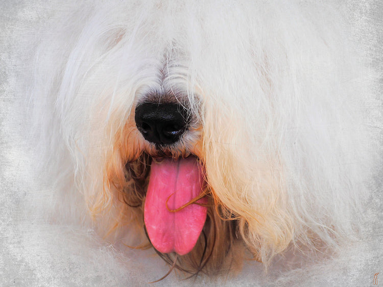 The Face of The Sheepdog