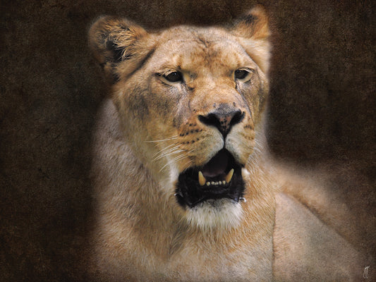The Lioness Portrait Canvas Art