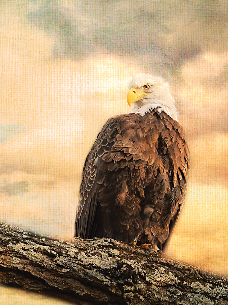 The Queen At Rest Bald Eagle