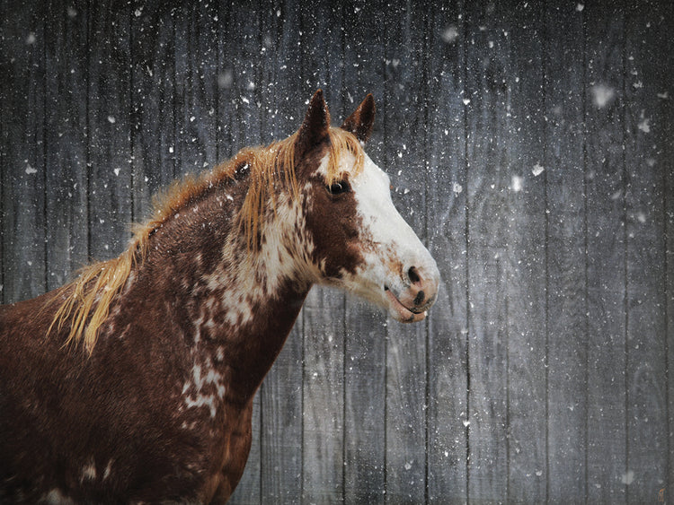 Winters Arrival Horse
