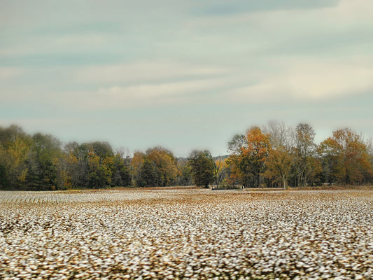 Cotton Field In Autumn