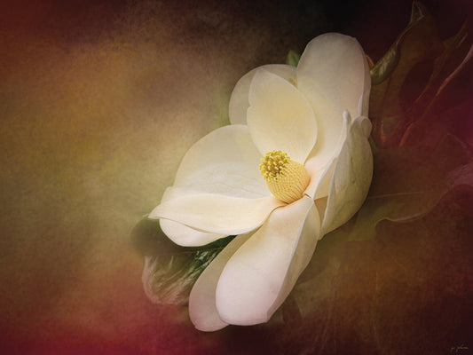 Magnolia In Bloom 1 Canvas Art