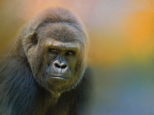 Portrait Of A Gorilla Canvas Art