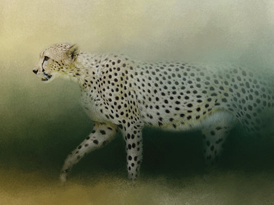 Cheetah On The Prowl Canvas Art