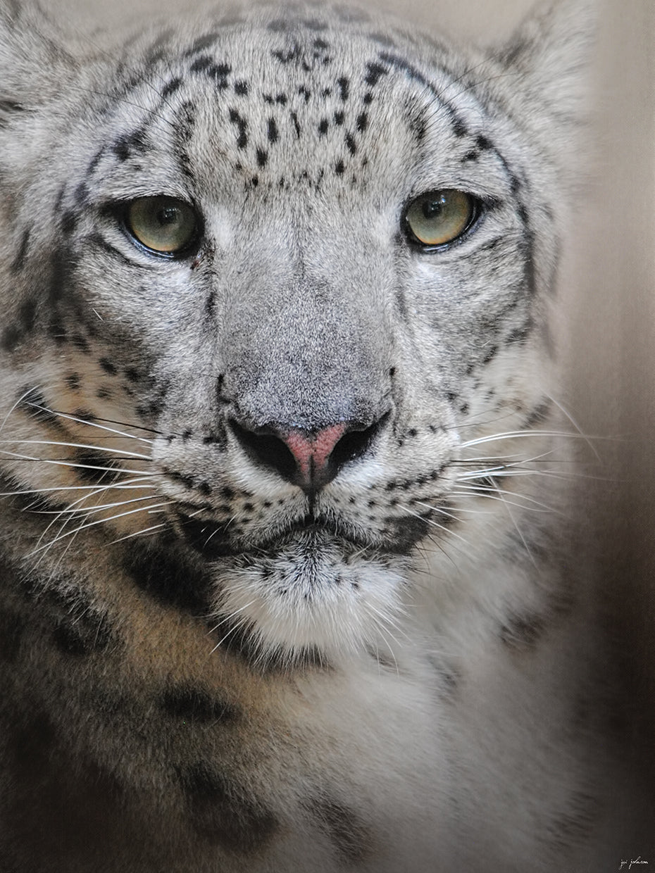 Stare Of The Snow Leopard
