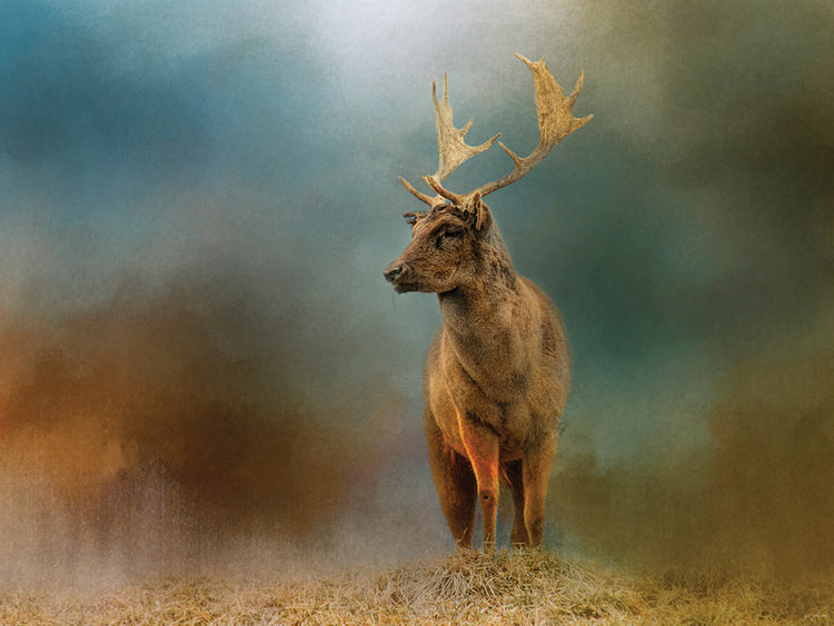 Painterly Fallow Buck