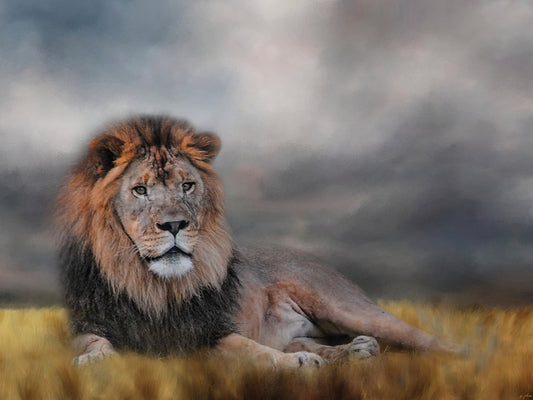 Lion Waiting For The Storm Canvas Art
