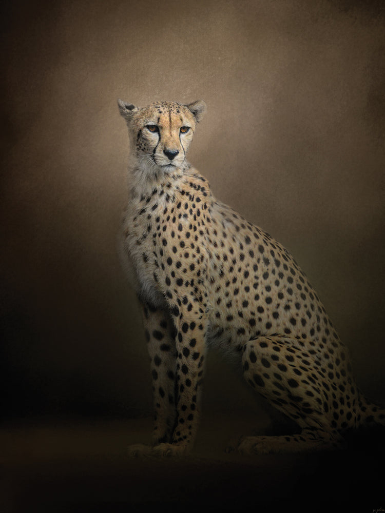 The Elegant Cheetah