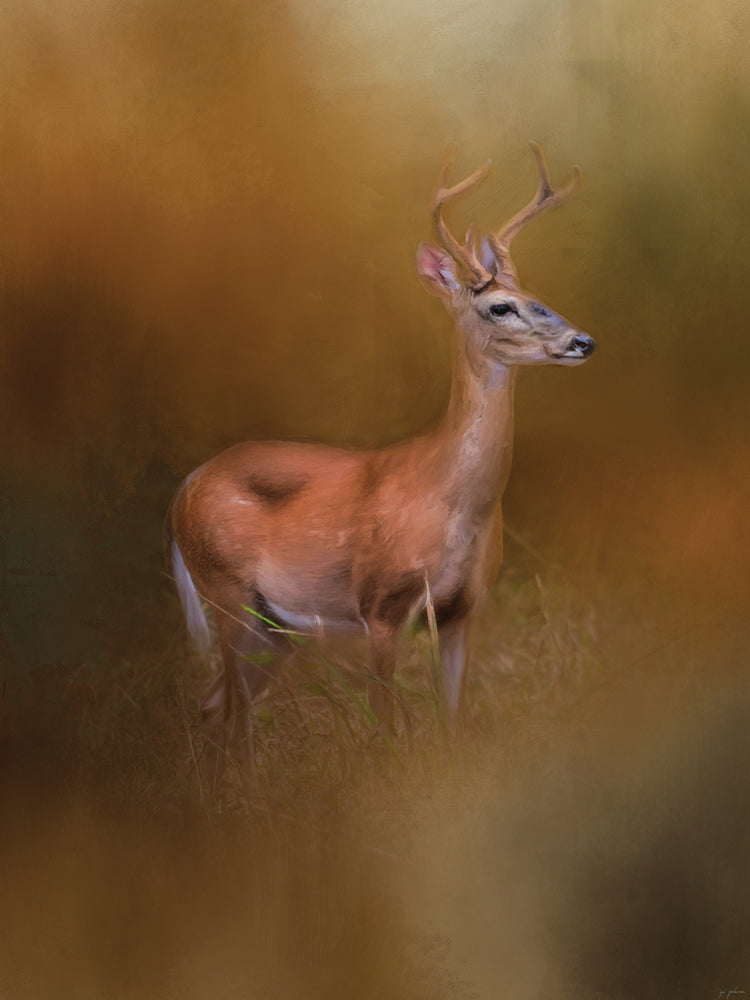 Buck In The Woods