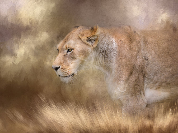 Lioness In Spring