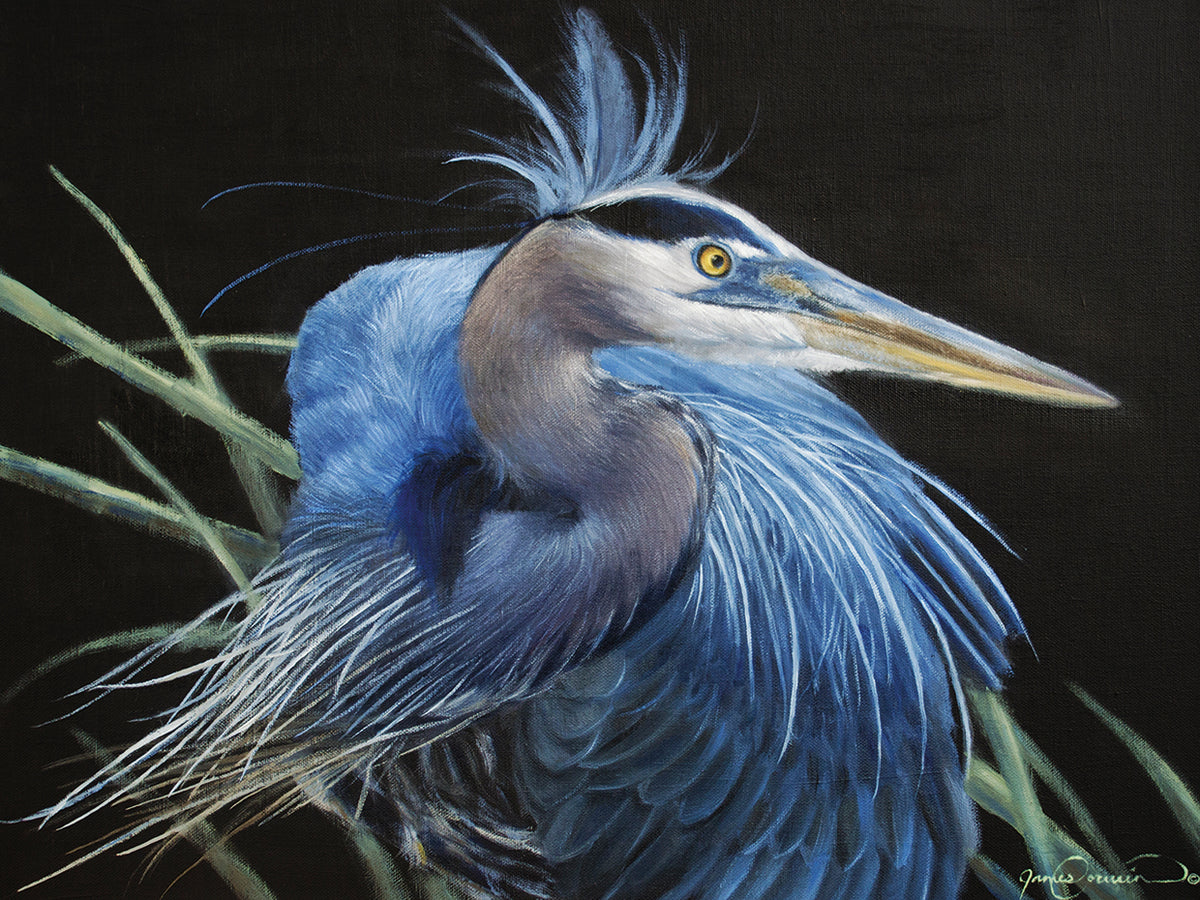 Blue Heron