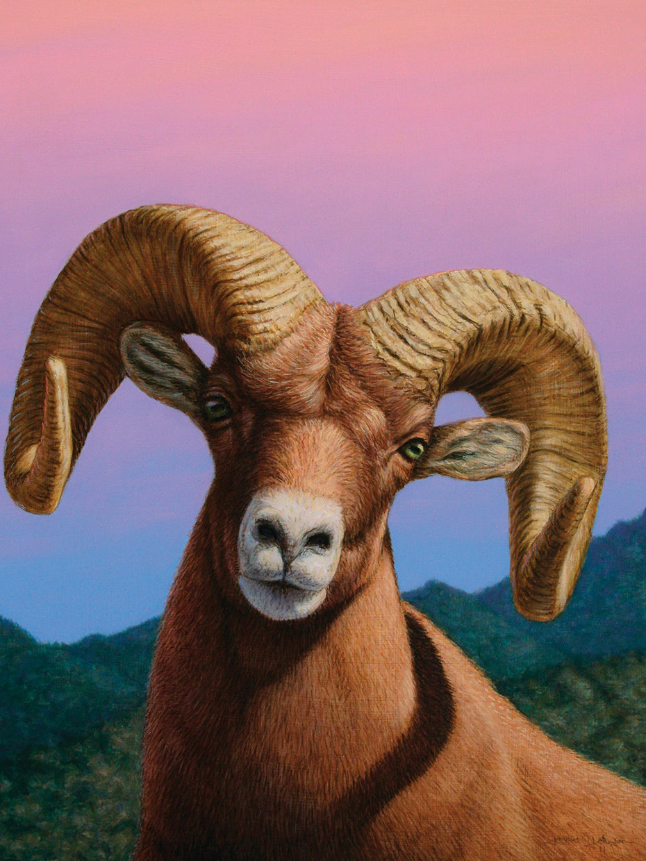 Bighorn