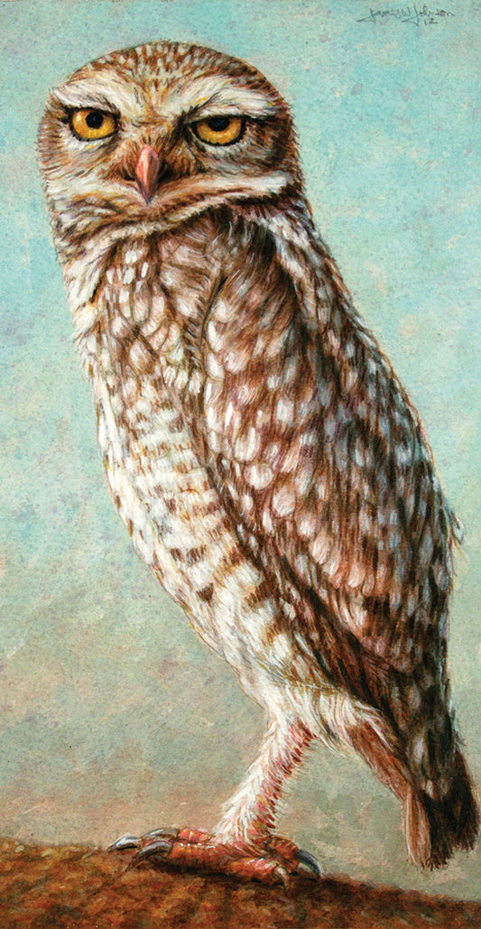 Burrowing Owl Canvas Print