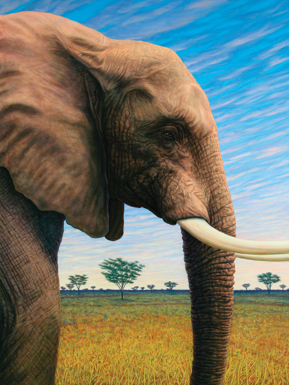 Elephant