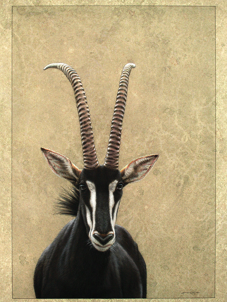 Sable