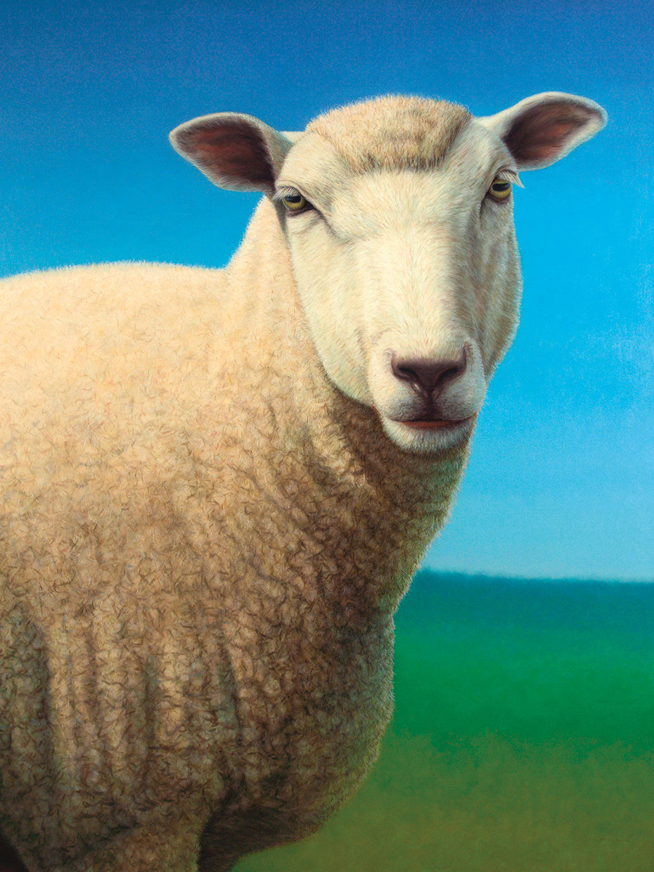 Sheep