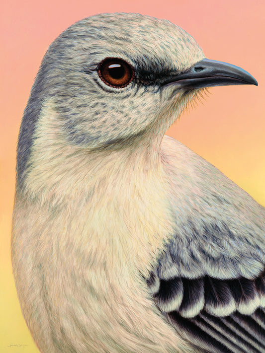 Mocking Bird Canvas Print
