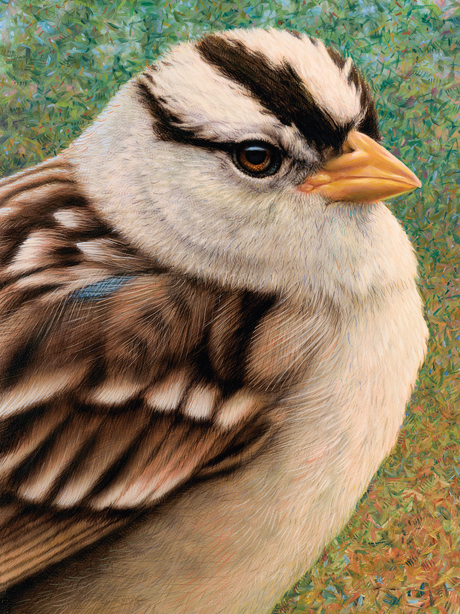 Sparrow