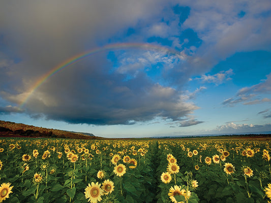 Rainbow Over Sunflower Field Canvas Art