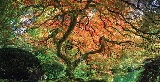 Japanese Maple Tree Canvas Art