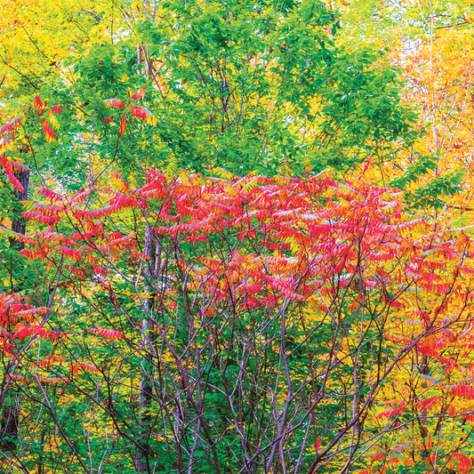 Autumn I Trees Square Canvas Print