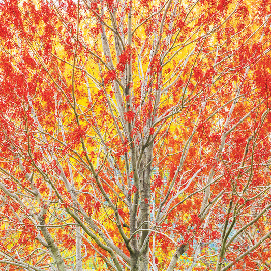 Autumn II Square Canvas Print