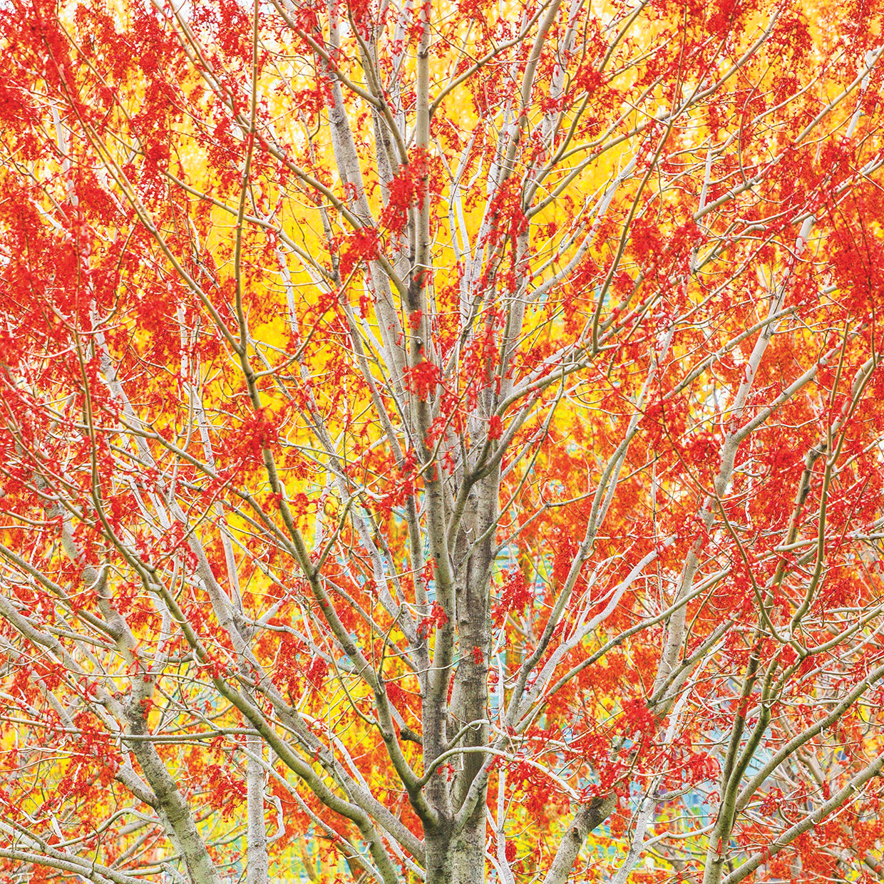 Autumn II Square