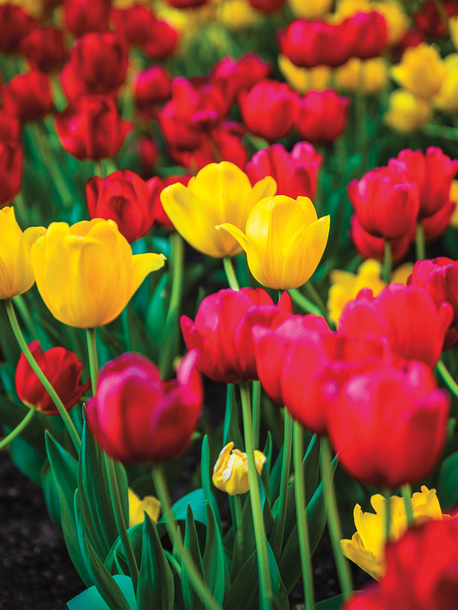 Flower Bright