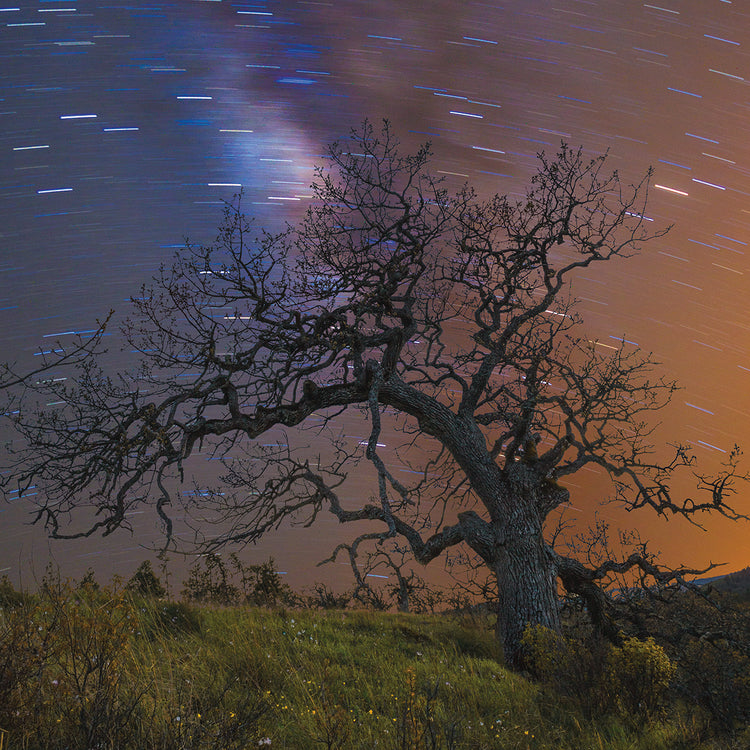 Lonesome Tree Square